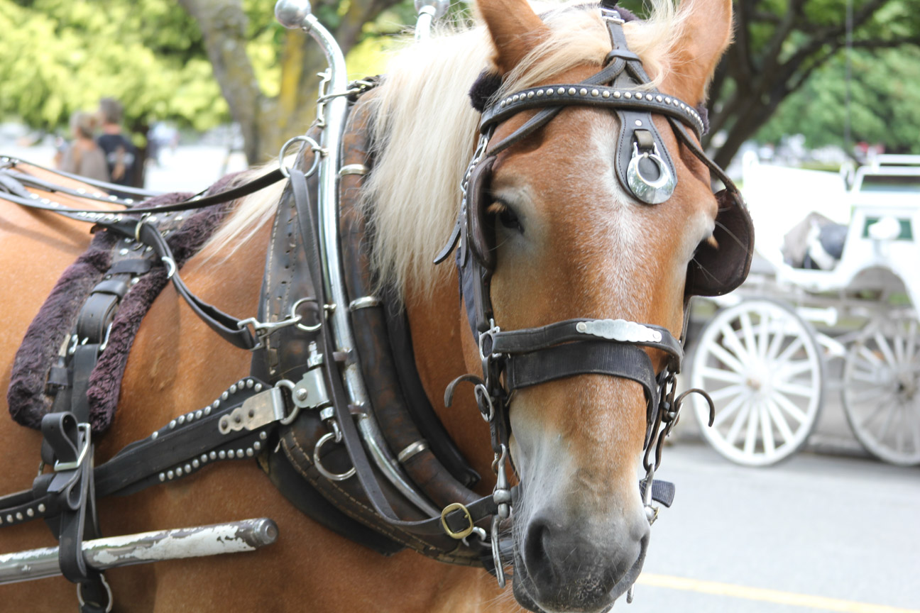 Victoria Horse Carriages