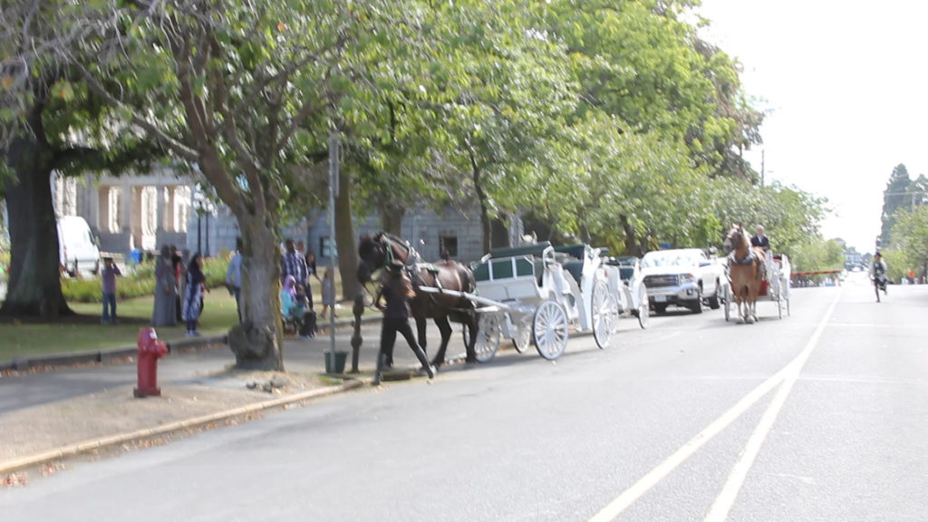 victoria horse carriages