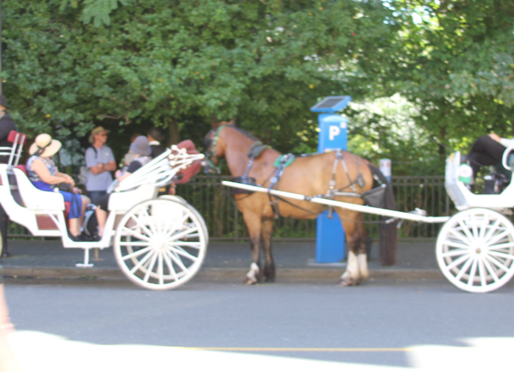 Victoria Horse Carriages