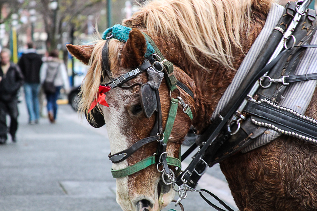 horse carriages